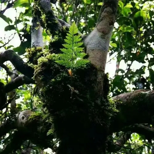 2022年黑水梁子古樹春茶價(jià)格？