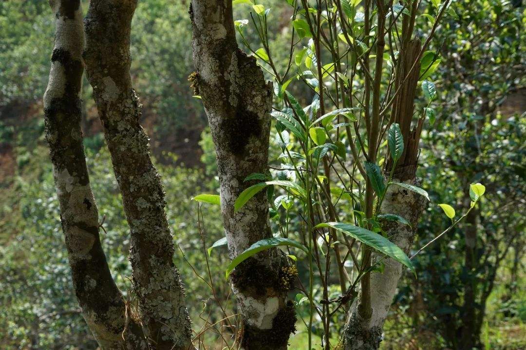 2022年黑水梁子——與你一起，走進茶馬古道的源頭