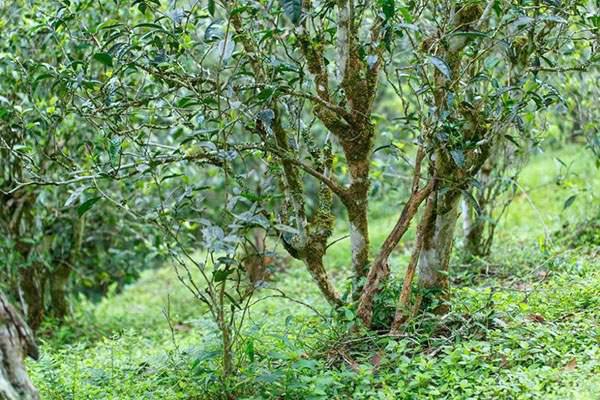 2022年刮風(fēng)寨茶坪古樹春茶口感？