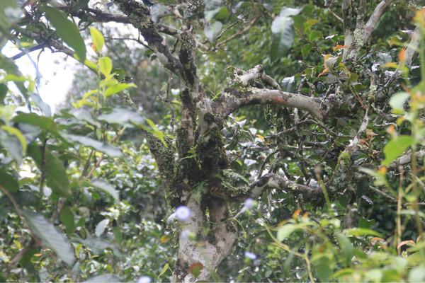 2022年茶氣狂野，香柔蜜韻的刮風(fēng)寨茶坪古樹茶