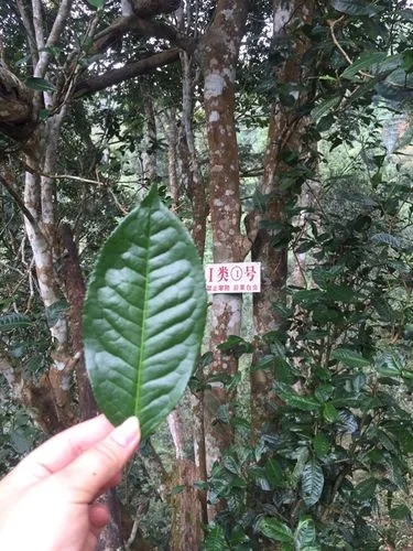 2022年薄荷塘古樹春茶價(jià)格？