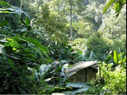 2022年薄荷塘古樹春茶多少錢一公斤？