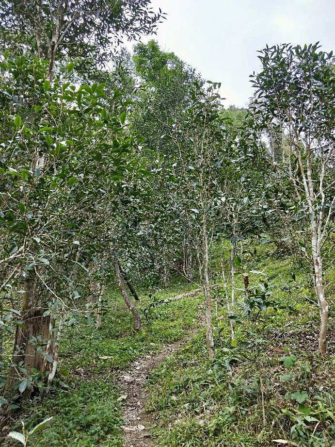 2022年多依樹古樹春茶特點(diǎn)？