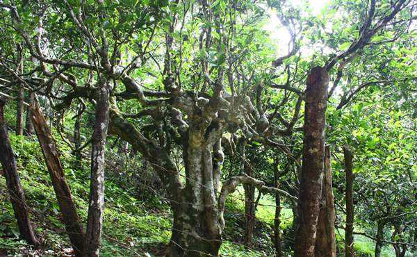 2022年多依樹古樹春茶口感？