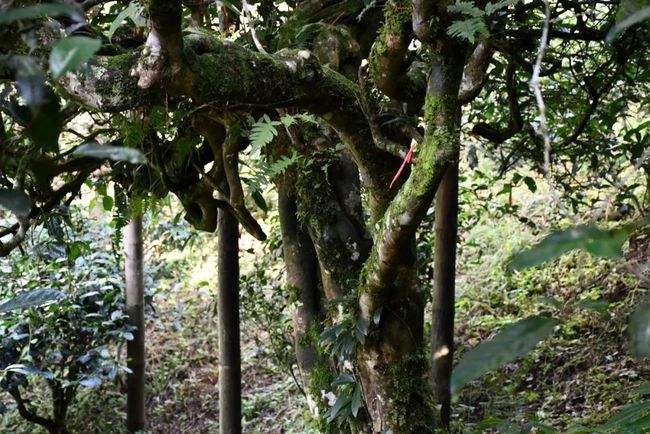 2022年多依樹(shù)古樹(shù)春茶多少錢一公斤？