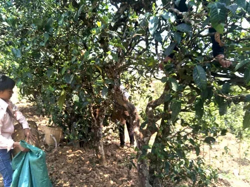 2022年易武張家灣古樹春茶特點(diǎn)？