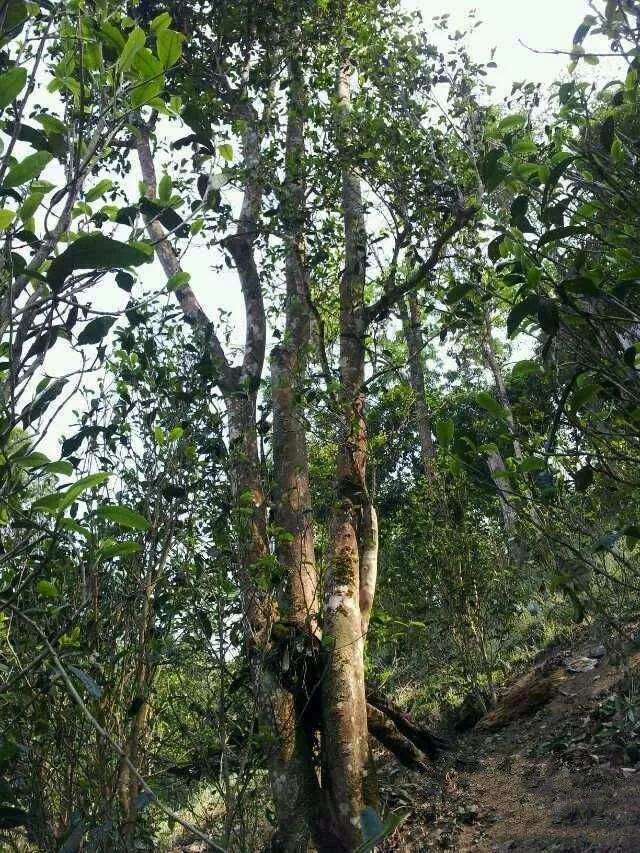 2022年一扇磨古樹春茶口感？