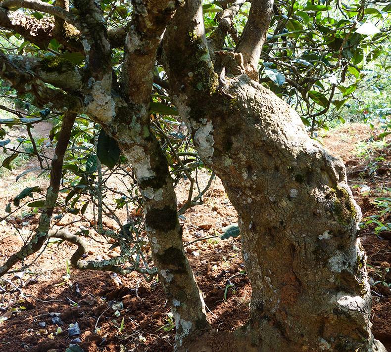 2022年一扇磨山林之息，雨林之味，原始之態(tài)