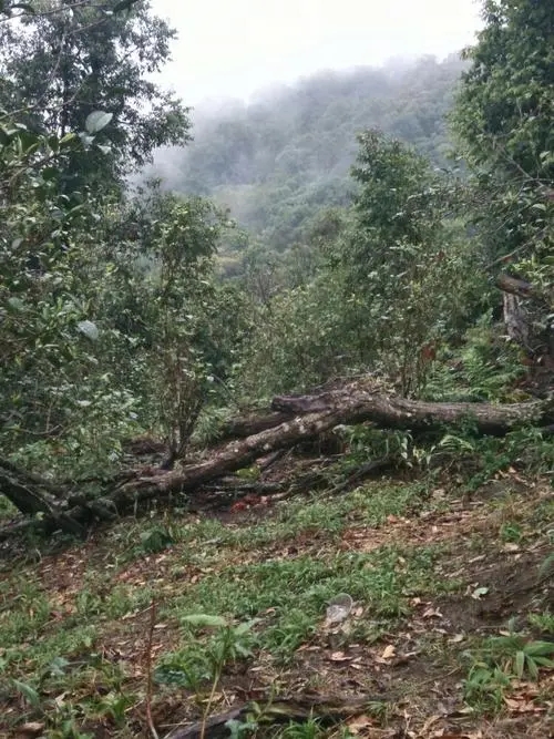 2022年一扇磨古樹春茶價(jià)格？