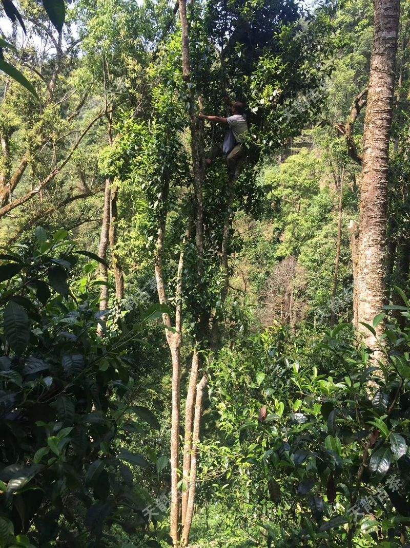 2022年天門山古樹春茶口感？