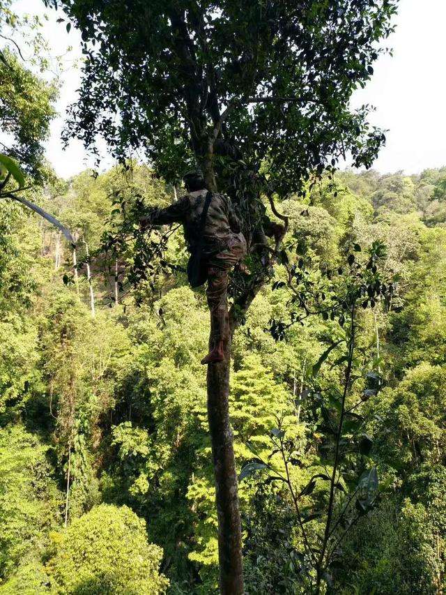 2022年天門山古樹春茶價格？