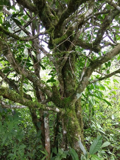 2022年高山寨古樹春茶口感？