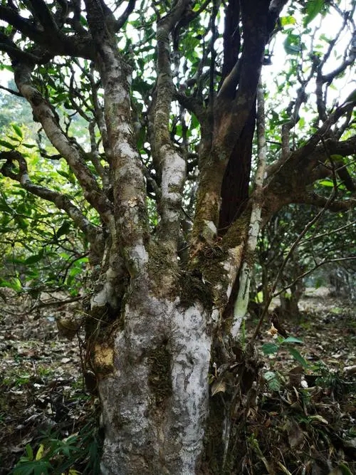 2022年高山寨古樹春茶價(jià)格？