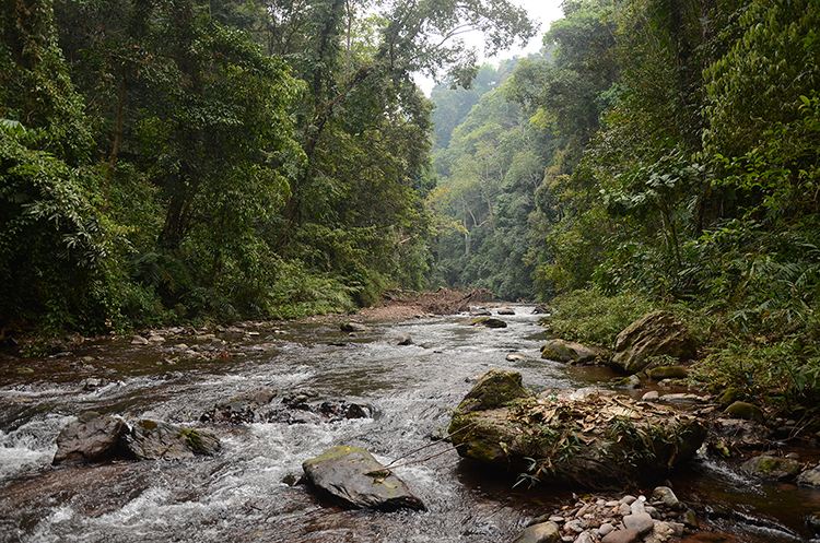 2022年銅箐河古樹春茶特點(diǎn)？