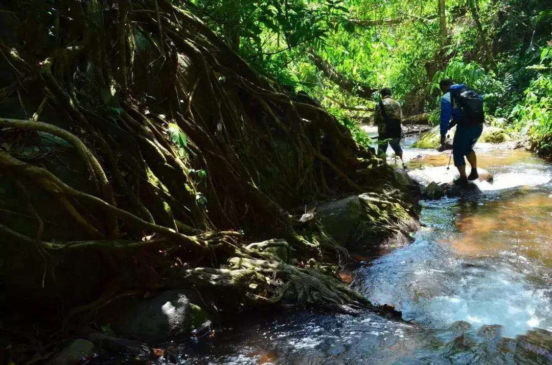 2022年銅箐河古樹春茶價(jià)格？