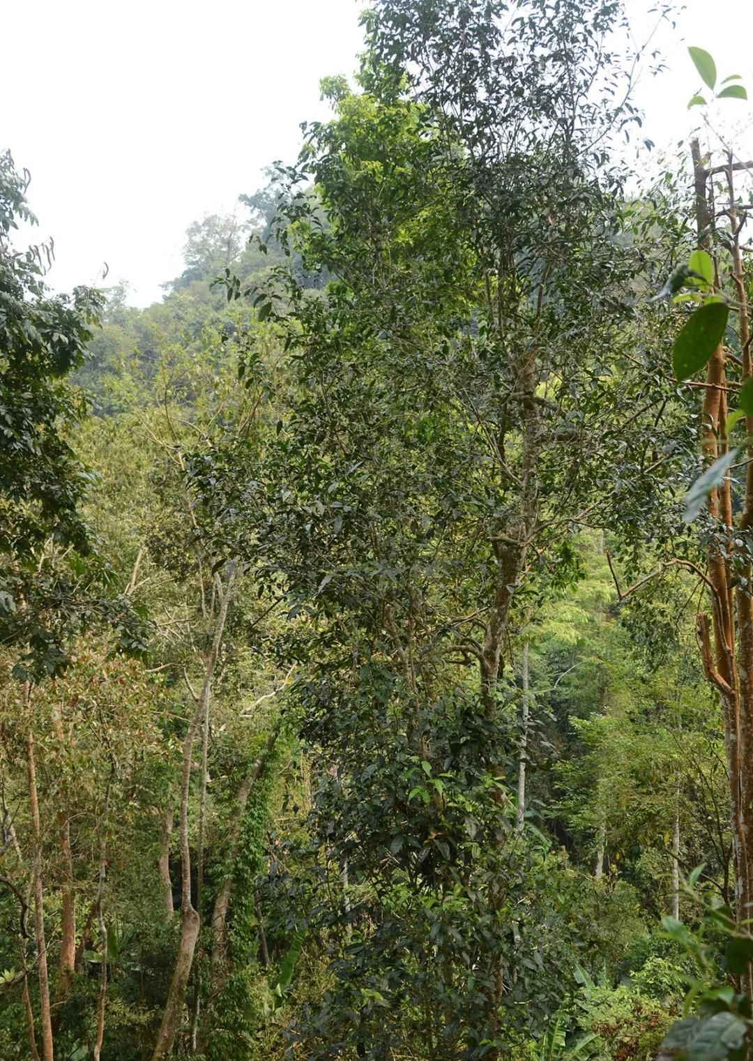 2022年百花潭古樹春茶價(jià)格？