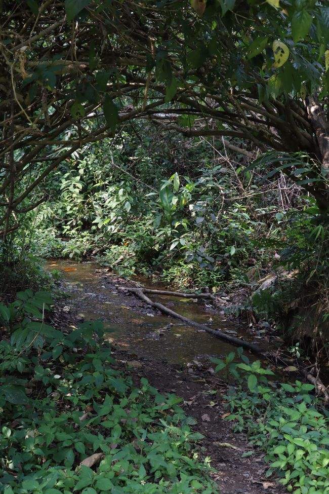 2022年蟒蛇箐古樹春茶特點(diǎn)？