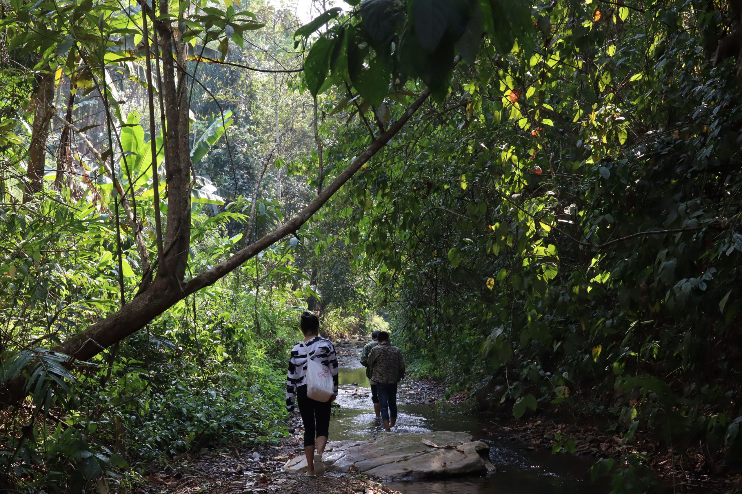 2022年蟒蛇箐古樹春茶口感？