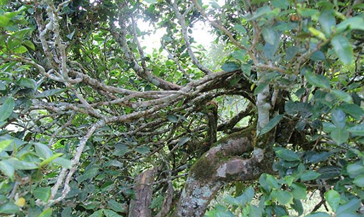 2022年倚邦曼拱古樹春茶特點(diǎn)？