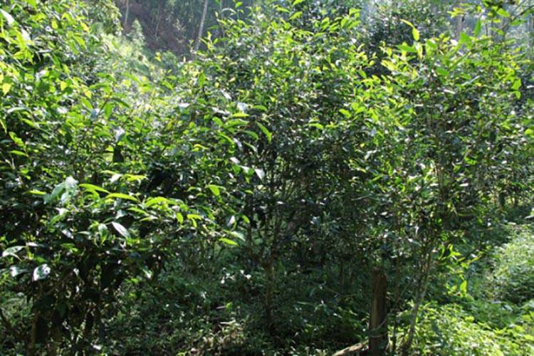 2022年倚邦曼拱古樹春茶價(jià)格？