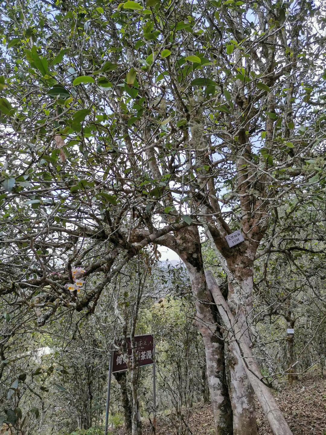 2022年大黑樹林古樹春茶特點(diǎn)？