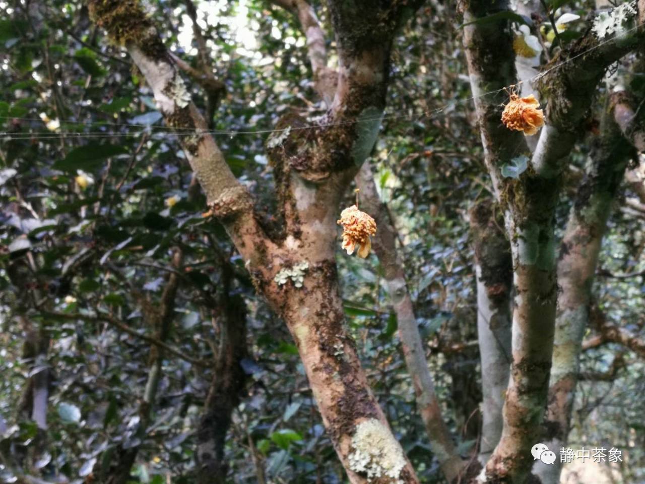 2022年大黑森林古樹(shù)春茶多少錢(qián)一公斤？