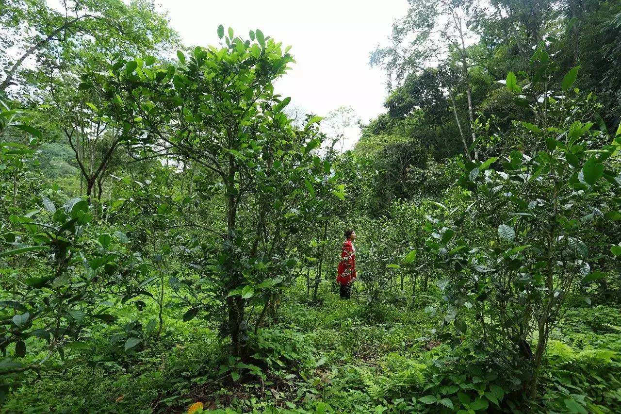 2022年曼松古樹春茶口感？