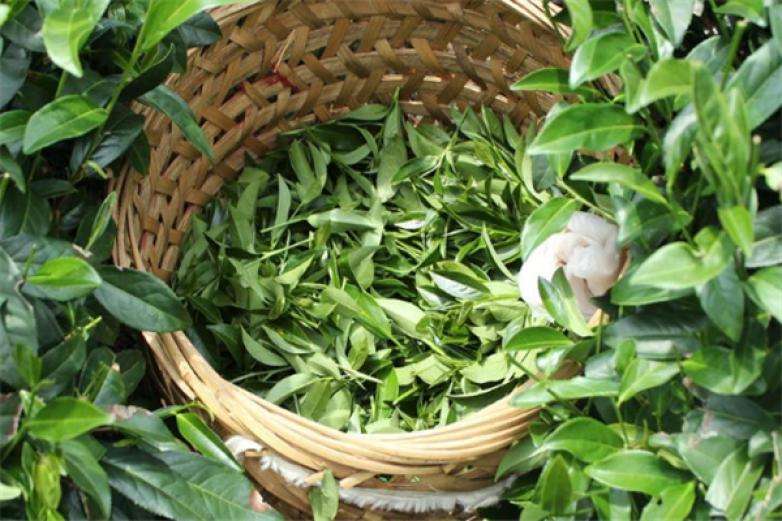 2022年曼松古樹春茶價格？