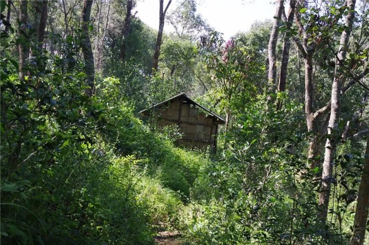 2022年曼松古樹春茶多少錢一公斤?