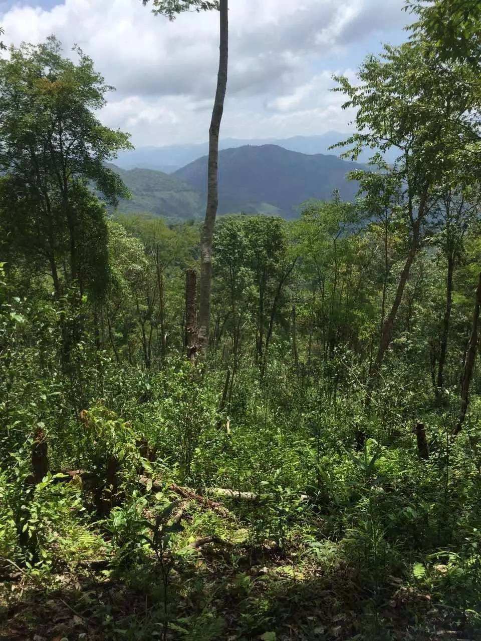 2022年一泡曼松古樹(shù)春茶？一飲帝王味……