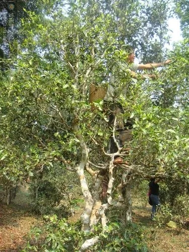 2022年蠻磚古樹春茶價格？