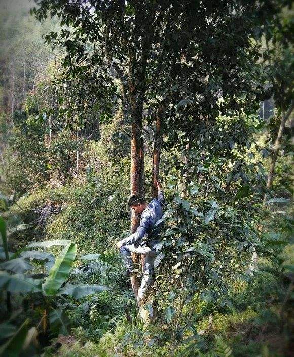 2022年桃子寨古樹春茶特點(diǎn)？