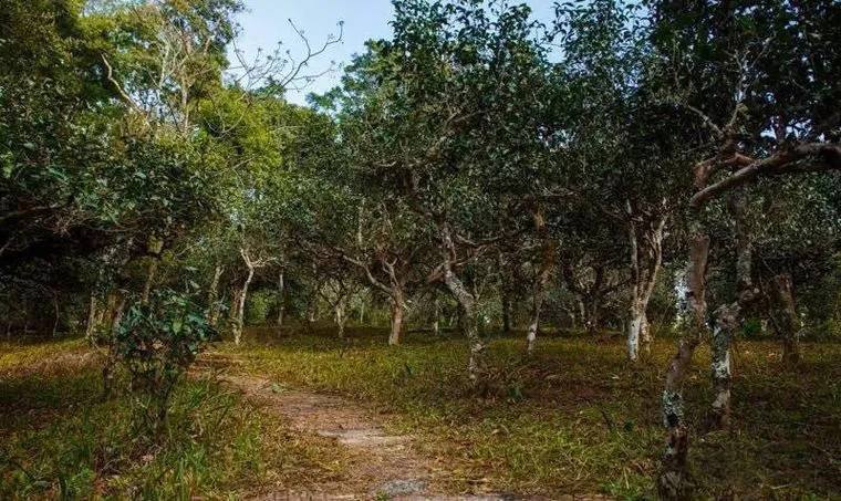 2022年桃子寨古樹春茶價(jià)格？