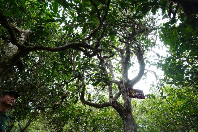 2022年桃子寨古樹春茶多少錢一公斤？