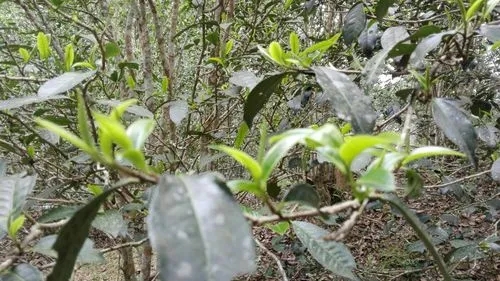 2022年蠻磚瓦龍古樹春茶口感！