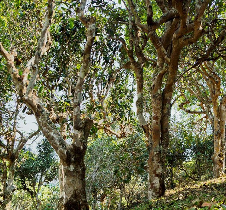 2022年蠻磚瓦龍古樹春茶價(jià)格？