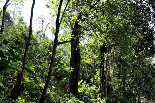 2022年革登古樹春茶，可飲可藏的絕佳茶品