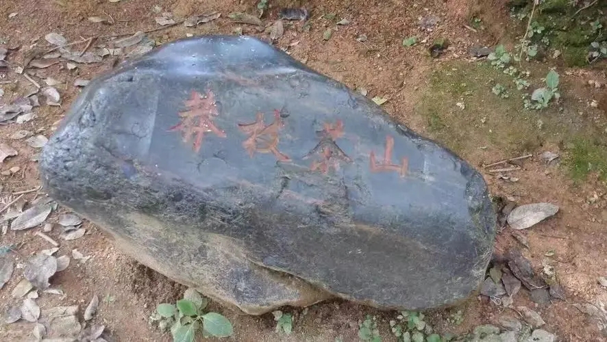 2022年莽枝古樹春茶特點？