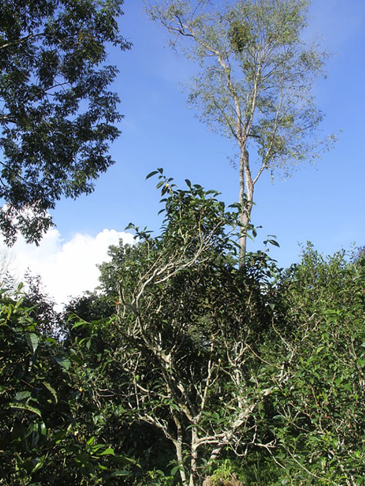 2022年莽枝古樹春茶口感？