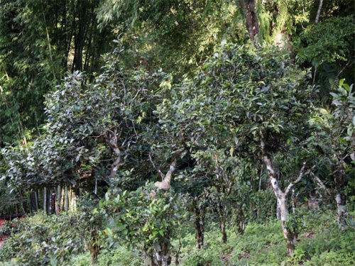 2022年攸樂(lè)古樹(shù)春茶特點(diǎn)？