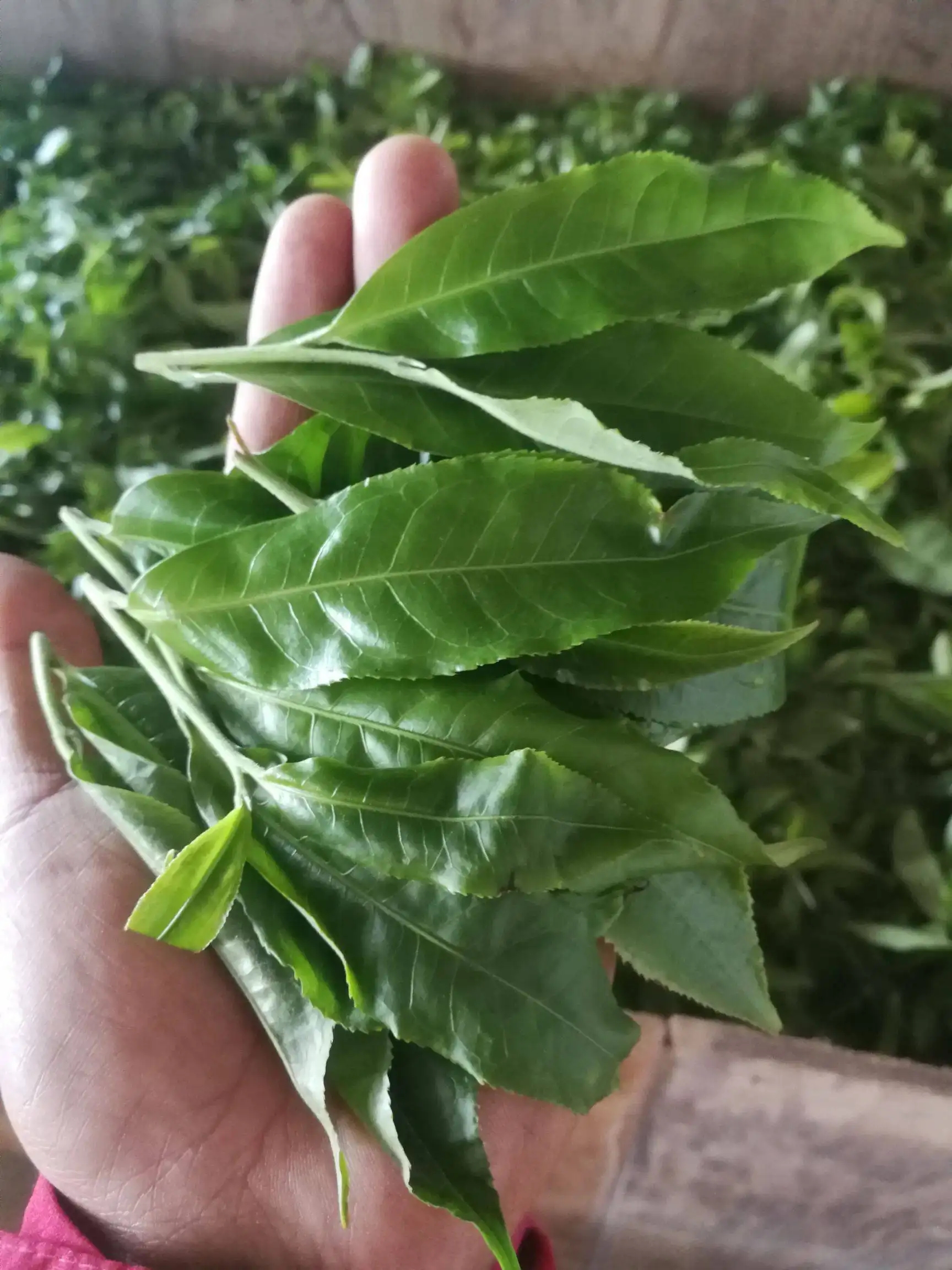 2022年易武曼秀古樹春茶價(jià)格？