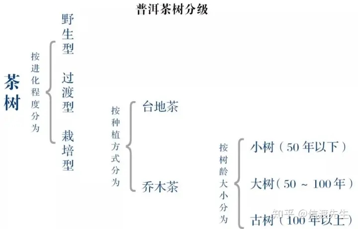 2022年按順序排列普洱茶樹等級(jí) 怎么分？