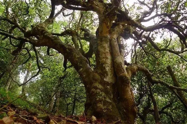 冰島！普洱茶界最有名的山頭，一次性把冰島茶講清楚！