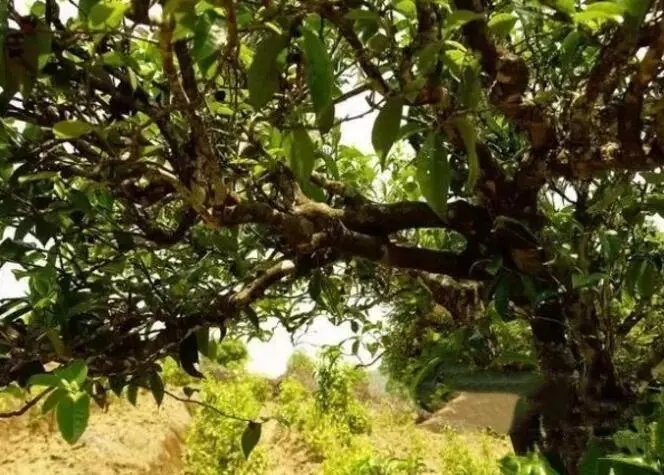 如何鑒別普洱茶樹齡？