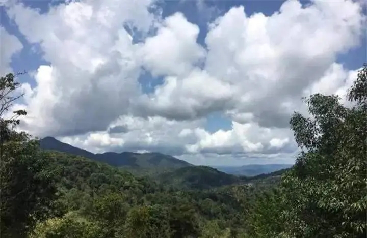 喝普洱茶的人為什么喜歡追山頭？無非就是這幾個原因