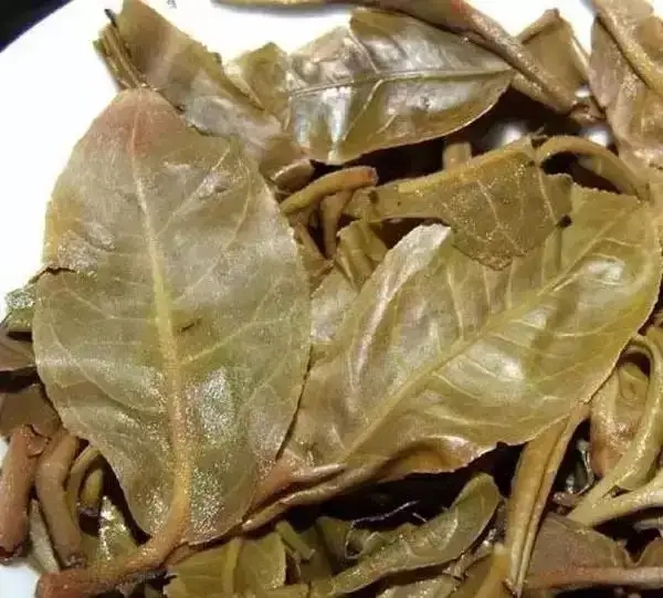 怎么看古樹普洱茶葉底？