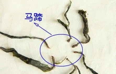 馬蹄竟然還能喝？普洱茶里的馬蹄你有了解過(guò)嗎？