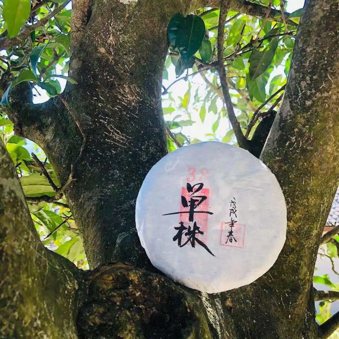 普洱茶單株是什么，好在哪里？