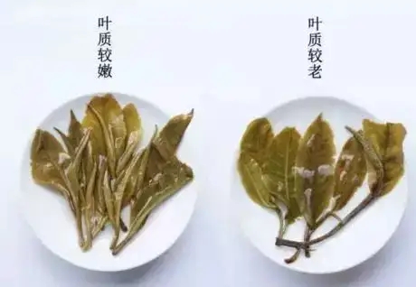 生普？熟普？如何挑選一款普洱茶？