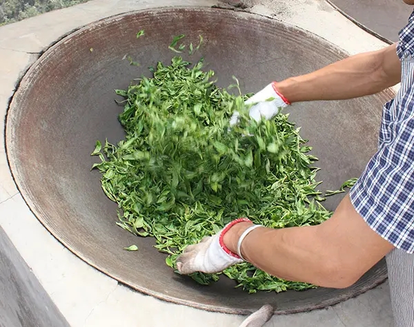 “殺青”是如何影響普洱茶品質(zhì)的？